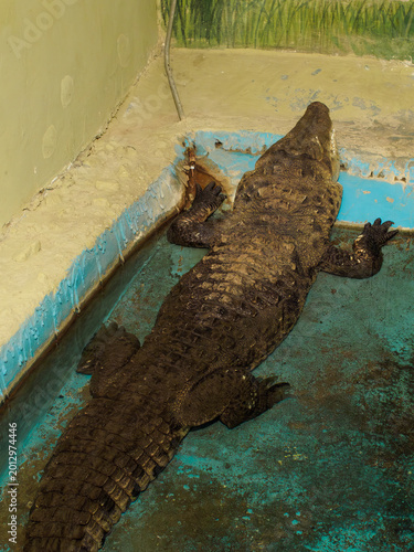Fotografia Vertical shot of a large crocodile resting in shallow water at city zoo terrariu