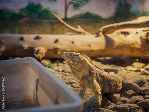 Картината върху платно Horizontal shot of a cuban ground iguana cyclura nubila looking at container at