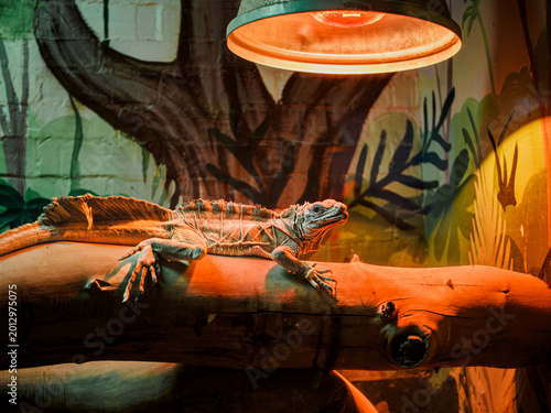 Horizontal shot of sailfin lizard hydrosaurus pustulatus sitting on log under warm lamp light at city zoo terrarium, exotic crested dragon reptile inside zoo park vivarium glass enclosure, captivity
