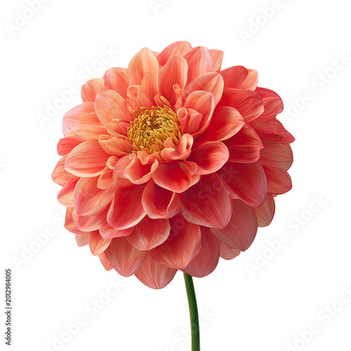 Close-up of a Coral Dahlia Flower