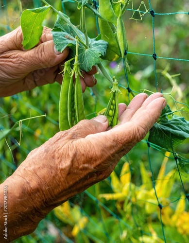 Elderly hands harvesting fresh green peas from vines on trellis, sustainable backyard organic vegetable gardening, farm to table agriculture