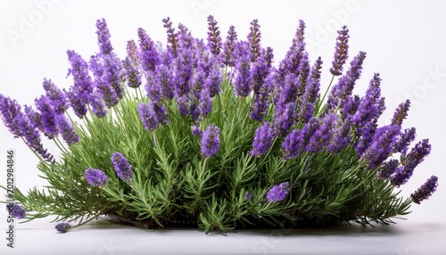a whole lavender bush with green leaves and purple blossoms stands isolated on white this herbaceous perennial plant is perfect for garden spa and cooking themes