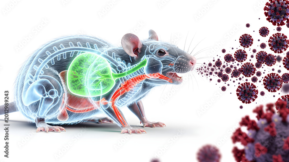 Obraz premium Anatomical infected rat with respiratory system view