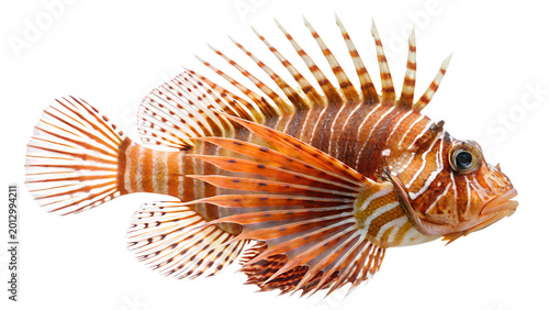 a scorpionfish with spiny finsม isolated on a transparent background