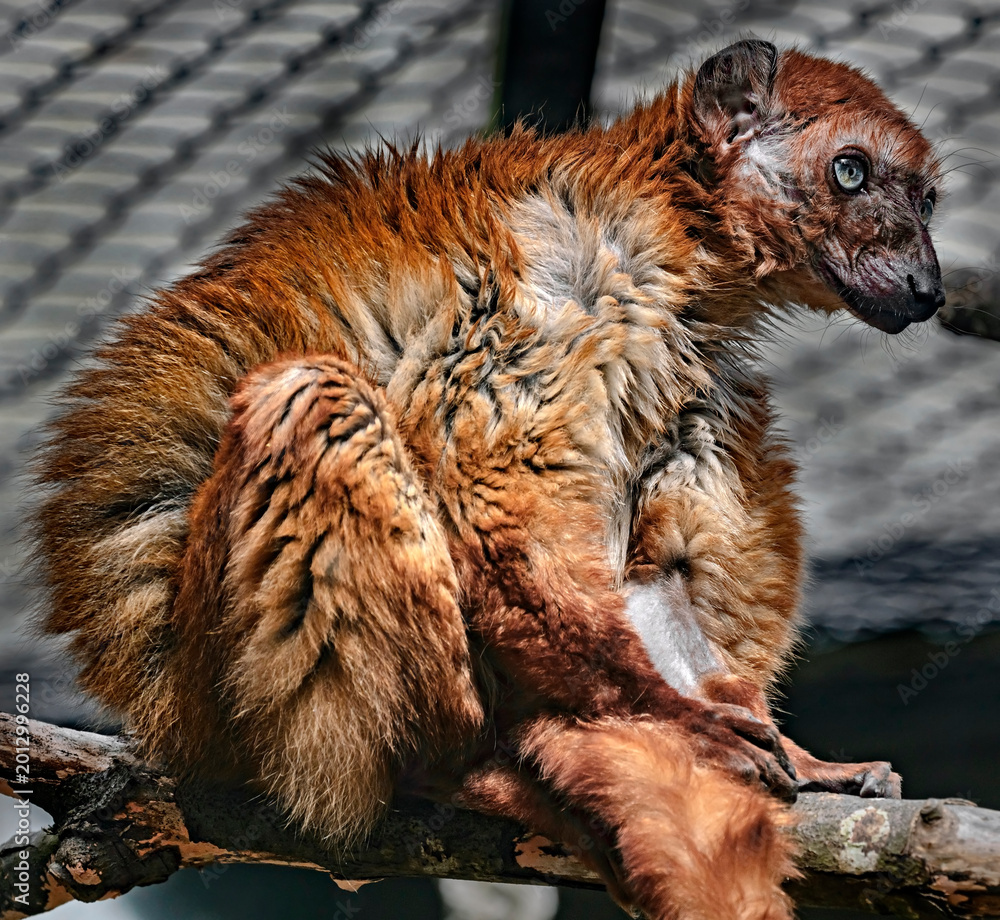 Fototapeta premium Blue-eyed black lemur on the branch in its cage. Latin name - Eulemur flavifrons