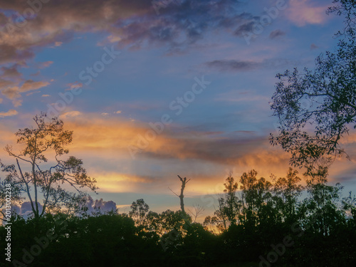 Foto Beautiful colors of the afterglow behind a forest of mostly alder and eucalyptus