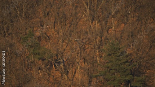 Hen Harrier Soaring and Circling Over Winter Hillside 4K HDR 10-bit