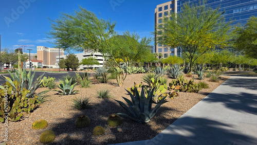 Obraz na plátne Desert Landscaping Outside Modern City Buildings