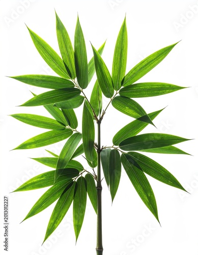 Vibrant green bamboo stalk with a symmetrical arrangement of pointed leaves