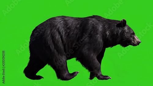 Large Black Bear Walking From Side View on Green Screen Background