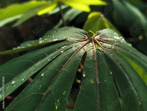 Fresh Green Leaves with Water Droplets Close-Up Background vol 1