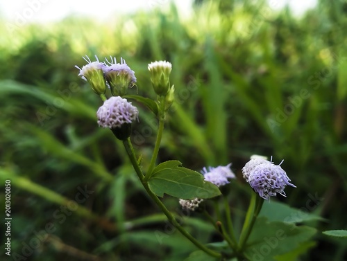 Tiny Purple Wildflowers with Soft Green 