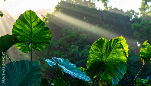 Large green leafy plant with water droplets