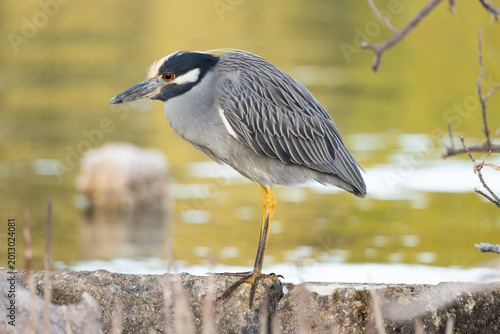 Slika na platnu Black-Capped Night Heron
