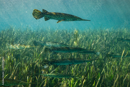 Gar