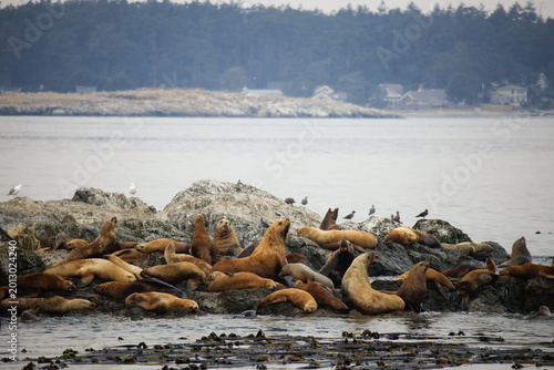 Sea Lions