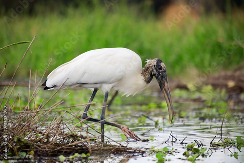 Wood Stork