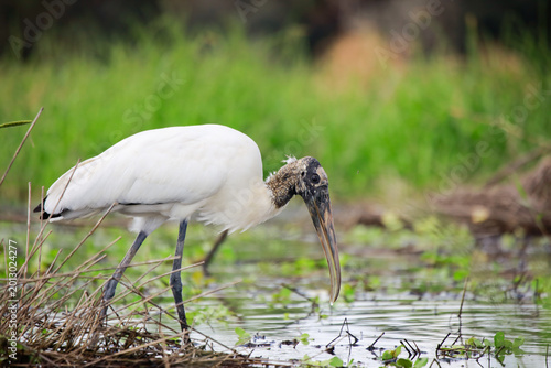 Wood Stork