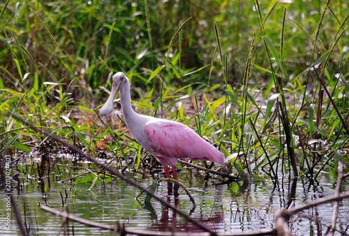 Roseate Spoonbill