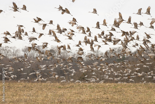 Sandhill Cranes