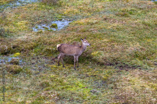 Red deer hind feeding in County Donegal, Ireland