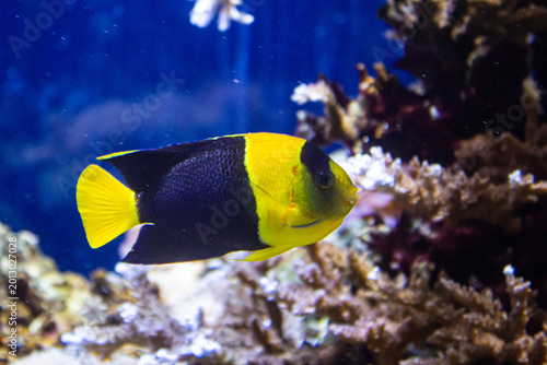 Poisson ange bicolore tropical nageant dans un récif corallien en aquarium marin