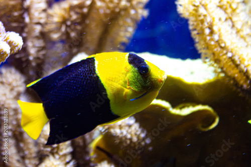  Poisson ange bicolore tropical nageant dans un récif corallien en aquarium marin