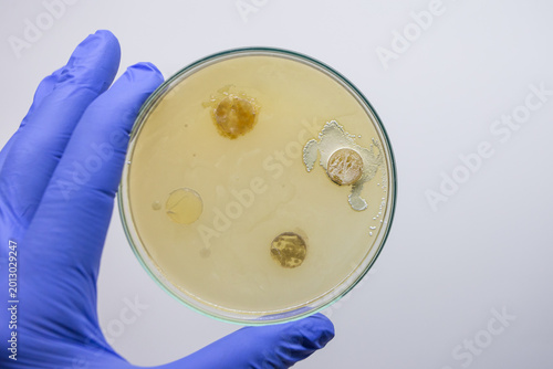 Obraz na płótnie Columns with bacteria on a Petri dish with bacterial victims, a method for testing the antibiotic properties of producers