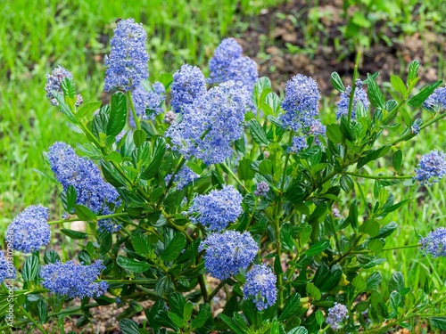 Ceanothus thyrsiflorus 'skylark' - Deep blue panicles of Californian lilac shrub on sligtly upright atop stems bearing glossy dark green elliptical toothed leaves  