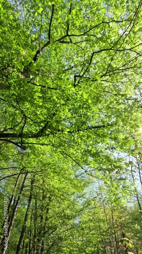Sunny Forest Scenery During Springtime
