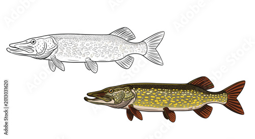 Quadro su tela Detailed illustrations of a northern pike fish provided in both a realistic color version and a black and white line art version