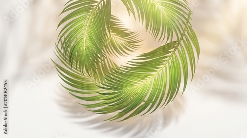 Green palm leaves arranged in a circular pattern with soft light and shadows