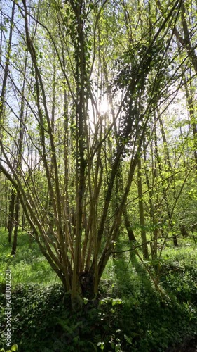 Sunny Forest Scenery During Springtime