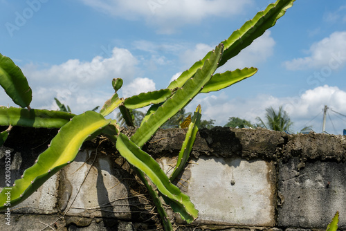 Canvas Print Green cactus growing over a concrete block wall under blue sky
