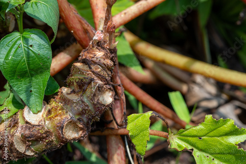 Картината върху платно Thick textured plant rhizome with fresh buds emerging