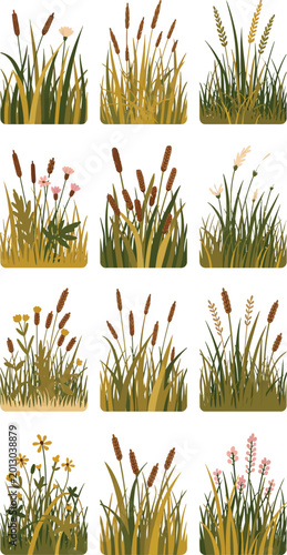 Foto Wild grasses and wildflowers collection vector illustration on white background