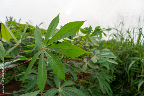 Schilderij op canvas Green cassava leaf with red stalk growing in an outdoor field