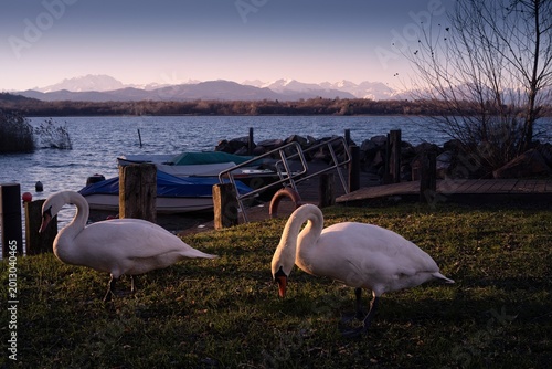 Swans on the lake of Varese