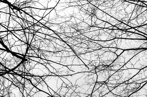 Bare tree branch and twig close-up against white sky in winter