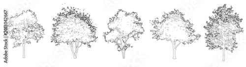 Bild auf Leinwand Vector trees in elevation view for use in architectural drawings isolated on tra