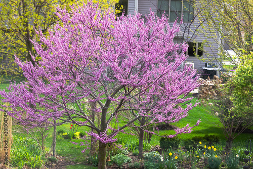 Konstfotografi Flowering eastern redbud tree glowing with vibrant pink spring blossoms in a lush suburban garden landscape, surrounded by fresh green lawn and colorful seasonal plantings