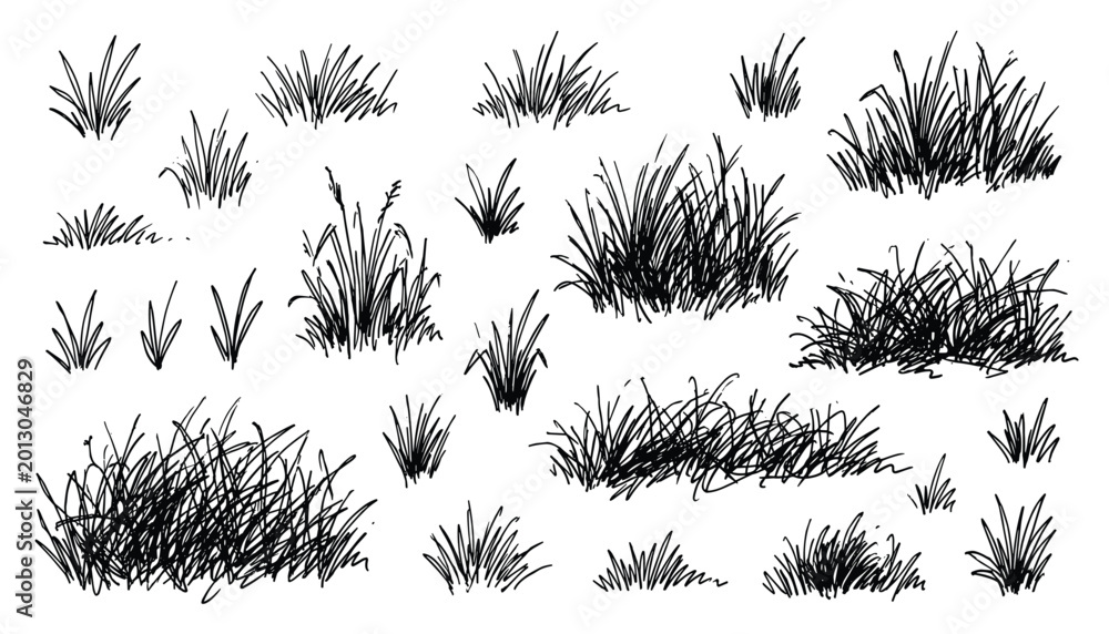 Fototapeta premium Hand drawn sketch of grass clumps vector set isolated on transparent background, nature element illustration.