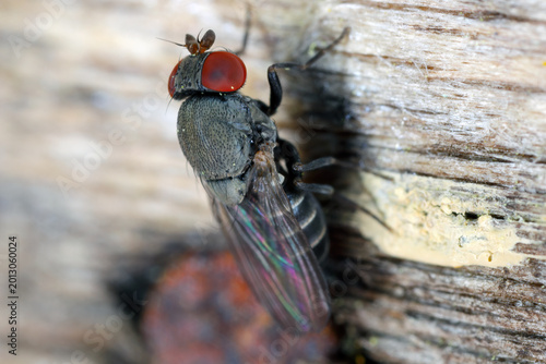 Cacoxenus indagator is a species of fruit fly, a kleptoparasite, laying its eggs in the pollen-filled nest cells of mason bees, Osmia.