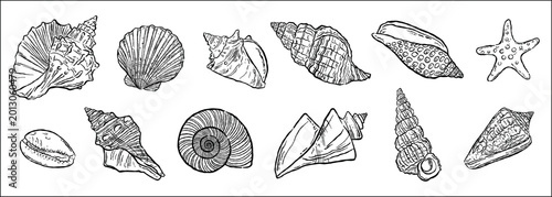 Foto seashells one line set on transparent background