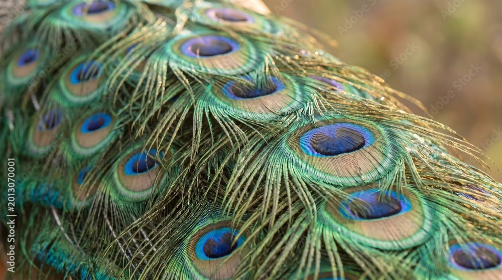 Fototapeta premium A vibrant peacock displays its colorful feathers in a natural setting outdoors.