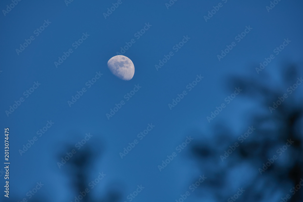 Fototapeta premium Waxing gibbous Moon with tree silhouettes on a daylight blue sky.