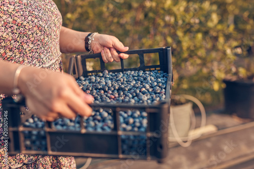 Farmer picking fresh blueberries on a farm.