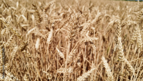 Obraz na płótnie Wheat field in summertime ready for harvesting.