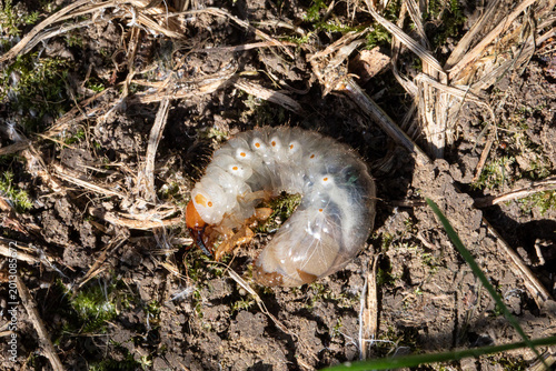 Photos White grub found in garden soil environment