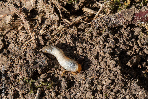 Fotografia White grub beetle larvae crawling on garden soil